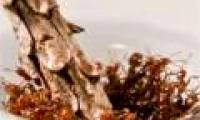 Fire ants create rafts to escape flooding