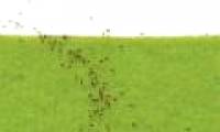 Fire ants' super prize math like people