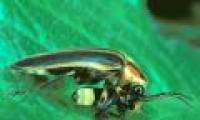Fireflies are on the decline