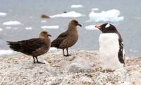 First case of bird flu infection detected in the Antarctic region