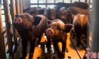 First cloned Tibetan pig gives birth to nine purebred pigs