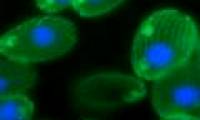 First detected anti-radiation fungus