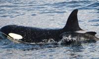 First recorded killer whale kidnapping baby whale from another species to raise