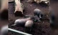 First time discovered pigs using tools, strange intellectual ability