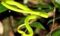 First-aid and prevention of red-tail snakes