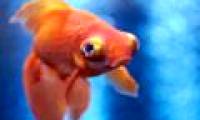 Fish also know how to feel ... hurt like a human