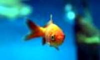 Fish are also seasick