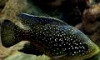 Fish can be heard with bubbles