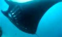 Fish can live up to a depth of 8.200m