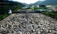 Fish die mass in China