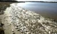 Fish died on the upper stream of Gianh river