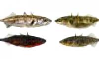 Fish evolved super fast into two species in the same lake