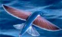 Fish fly like birds to avoid enemies