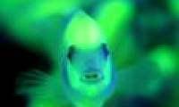 Fish glowing egg-shaped