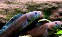 Fish know to walk in the Himalayas