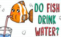 Fish live in water but do they ever get thirsty?