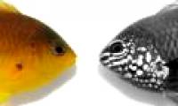 Fish recognize each other under ultraviolet light