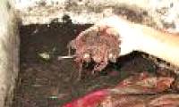 Fish sauce rich in protein thanks to ... wormwood
