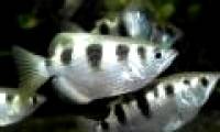 Fish shooting insects