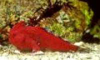 Fish species have 'hands'
