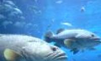 Fish use 'gesture language' to coordinate hunting