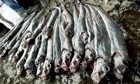 Fishermen catch oarfish, many fear it's a bad omen.