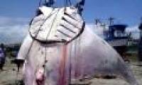 Fishermen catch stingray weighing more than 1 ton in Peru