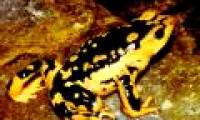 Five endangered animals