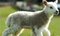 Five-legged sheep was born in England