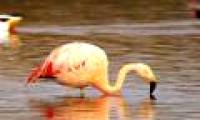 Flamingos love more with classical music