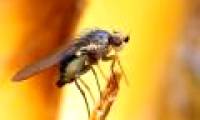Flies ambient temperature measured how?