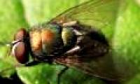 Flies and fleas are also conscious and unique
