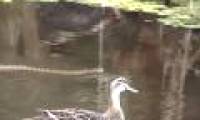 Flock of ducks chasing tiger snakes violates the territory