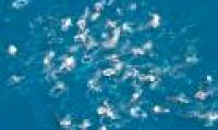 Flock of hundreds of whales makes the scientific community confused