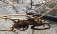Floods in Australia reveal giant spiders larger than dogs