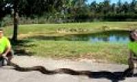 Florida hunters catch Burmese pythons nearly 6 meters long