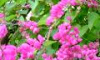 Flower planting techniques tigon