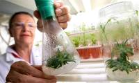 Flower revived from 32,000 year old seed