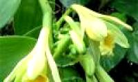Flowers bloom all year long a day, more expensive than precious metals