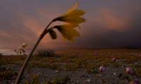 Flowers bloom in the driest desert on the planet