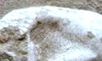 Flying lizard eggs 120 million years in China