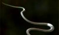 Flying snakes help develop technology