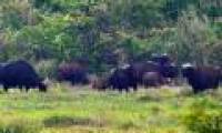 Follow the foot of the bull - Cycle 1: Traces between the forest