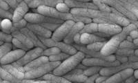 Food poisoning bacteria may help fight cancer