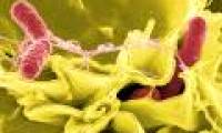 Food poisoning room from meat, eggs