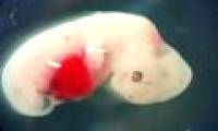 For the first time, an embryo has been successfully created, half a half pig