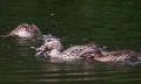 For the first time, ducks eat meat from birds
