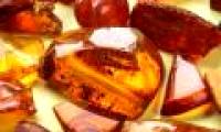 For the first time found ticks spider webs in amber pieces