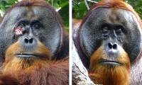For the first time, it was recorded that an orangutan self-applied herbs to heal facial wounds