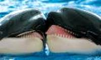 For the first time, record killer whales 'kissing lips' to reconcile